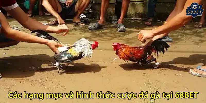 Đá Gà 68BET: Trải Nghiệm Cá Cược Đỉnh Cao Online 2 Các hạng mục và hình thức cược đá gà tại 68BET