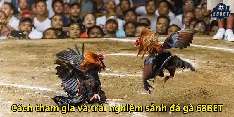 Đá Gà 68BET: Trải Nghiệm Cá Cược Đỉnh Cao Online 3 Cách tham gia và trải nghiệm sảnh đá gà 68BET